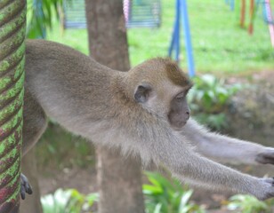 the snatching monkey takes the goods