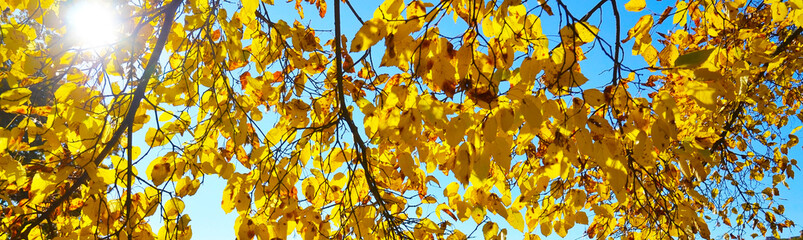 Golden autumn leaves on a tree branch on a sunny day.Autumnal landscape with space for text.Fall season concept.