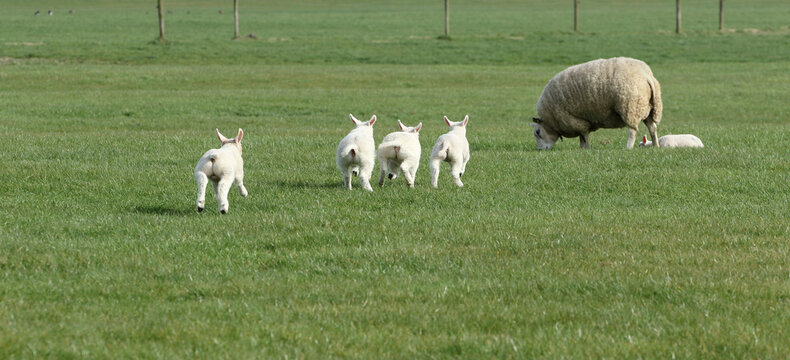 Lambs playing in a field