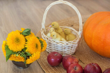 Small yellow ducklings are sitting in a basket in beautiful studio
