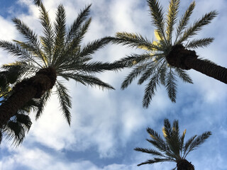 Fototapeta na wymiar Palm trees forming a pattern, as viewed from below, looking up at the sky, on a partially sunny day with clouds