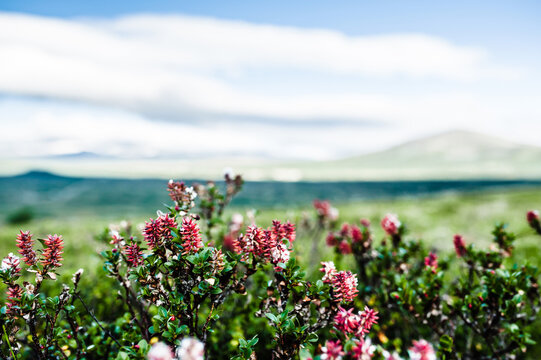 Heather in Norwegian landscape, Dovrefjell, Scandinavia