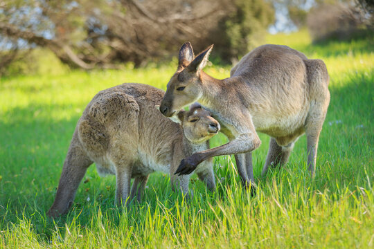 Two kangeroos grazing