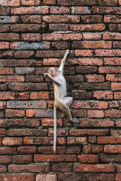 Monkey in the old temple
