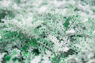 Foliage of green silver leaves. Natural texture background. Senecio cineraria 'Silver Dust' shrub. Ornamental plant for decorative gardening.