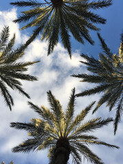 Palm trees forming a pattern, as viewed from below, looking up at the sky, on a partially sunny day with clouds