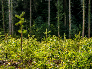 Neuanpflanzung von jungen Bäumen im Mischwald
