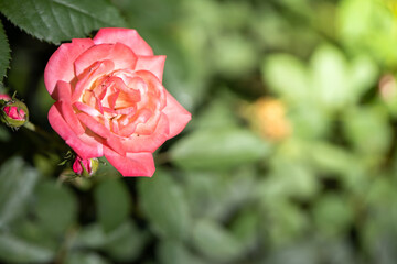 Roses in the garden