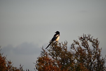 Magpie is familiar unmistakeable black and white long tailed bird The nest is large twiggy...