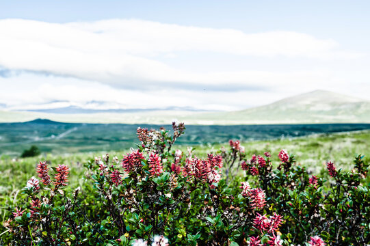 Heather in Norwegian landscape, Dovrefjell, Scandinavia