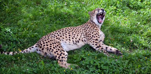 Cheetah is a large-sized feline inhabiting most of Africa and part of the Middle East.The cheetah is the only extant member of the genus Acinonyx,most notable for modifications in the species paws © Daniel Meunier