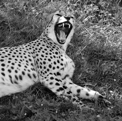 Cheetah is a large-sized feline inhabiting most of Africa and part of the Middle East.The cheetah is the only extant member of the genus Acinonyx,most notable for modifications in the species paws © Daniel Meunier