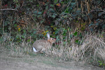 Rabbit is a small burrowing mammal with long ears that is herbivorous and active mainly at night It lives for not more than three years It was introduced to Britain by the Normans for its meat and fur