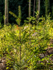 Neuanpflanzung von jungen Bäumen im Mischwald