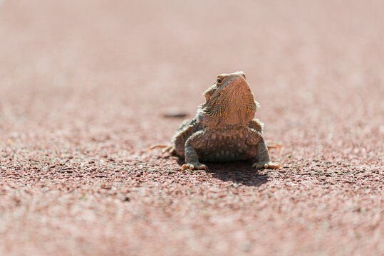 inland bearded dragon