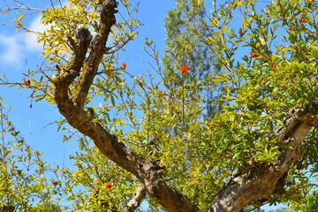 Pomegranate tree is branched spiny with glossy leathery oval to oblong leaves that grow in whorls It produces bright red flowers singly at the branches tips and rounded hexagonal thick ruby skin fruit