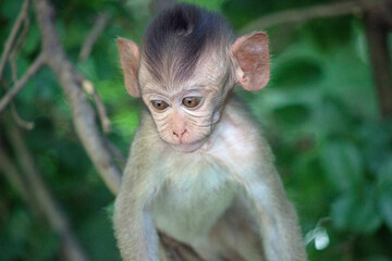 可愛いサル