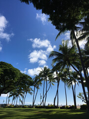 Fototapeta na wymiar Scenic view of palm trees and lush green lawn at a beach park near the ocean on Oahu, on. bright sunny day with a vibrant blue skies and a few fluffy clouds