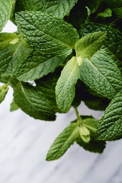 Fresh mint leaves