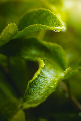 Dew droplets on green leaves..Macro photography with shallow depth of field.Rainy season/natural background.