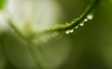Blurry of tree branch full of shining rain drops in garden.Macro photography with super shallow depth of field.