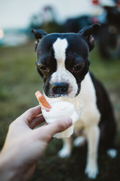Dog is Eating Ice Cream On His Birthday