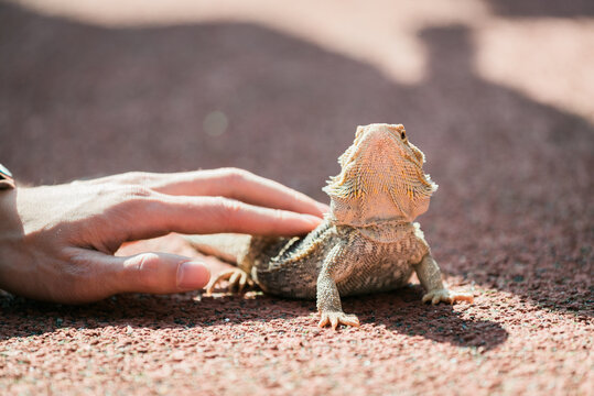 inland bearded dragon