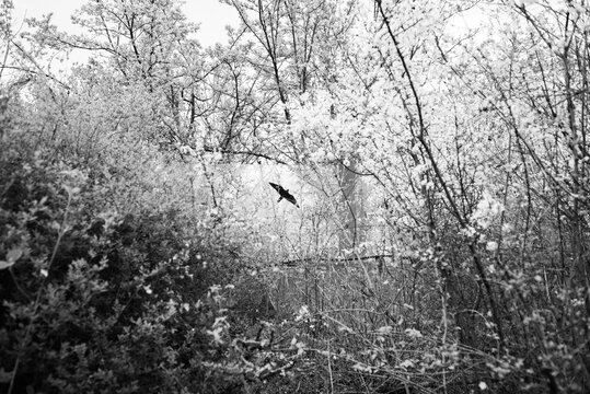 Sound barrier with bird silhouette