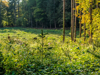 Neuanpflanzung von jungen Bäumen im Mischwald