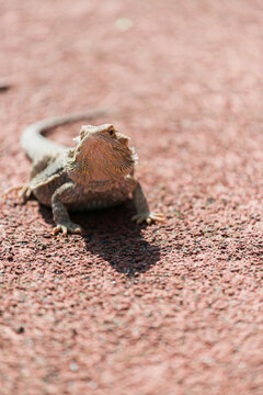 inland bearded dragon