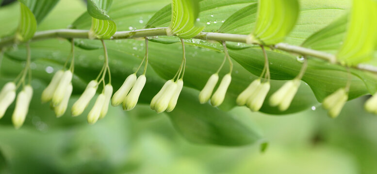 Solomon's seal plant with hanging flowers