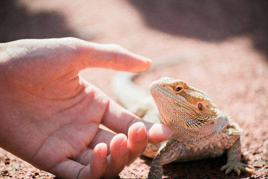 inland bearded dragon