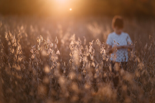 Bean fields