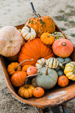 variety of pumpkins in wheelbarrow