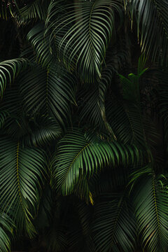 Dark Green Palm Tree Background
