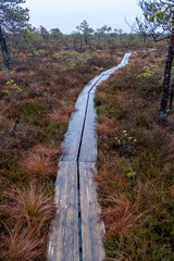 bog, trail, nature, colors, autumn