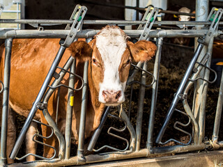 K&uuml;he und Rinder im Kuhstall