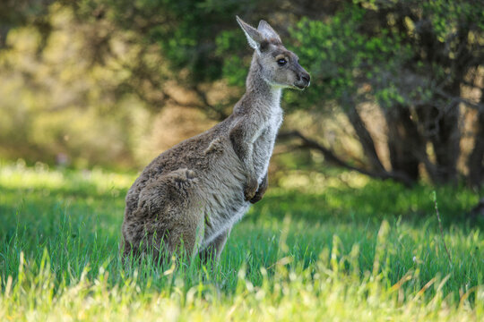 Kangeroos grazing