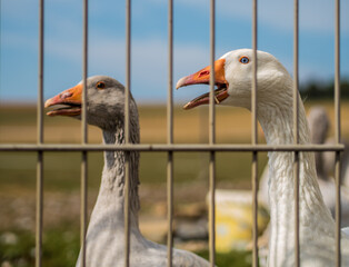Gänse auf der Weide