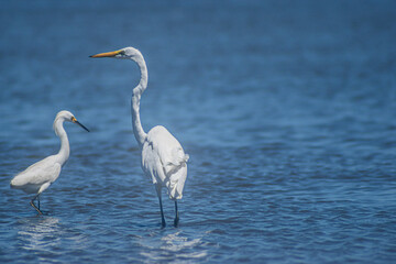 Great White Egret and Snowy Egret