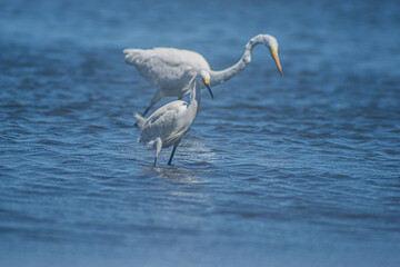 Obraz premium Great White Egret and Snowy Egret