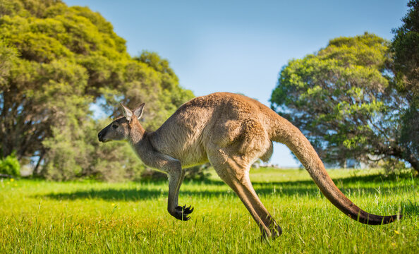 Kangeroos grazing