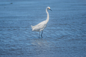  Snowy Egret