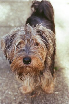 Film scan of a Terrier cross dog