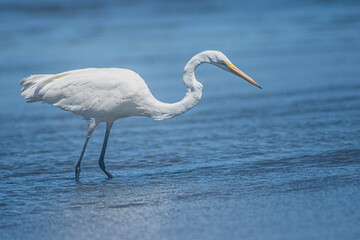 Great White Egret 