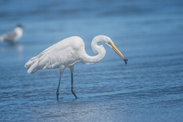 Great White Egret 