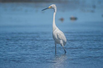  Snowy Egret