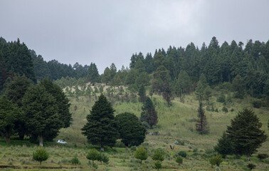 Arboles en una montaña con autos pasando por una carretera en medio del bosque