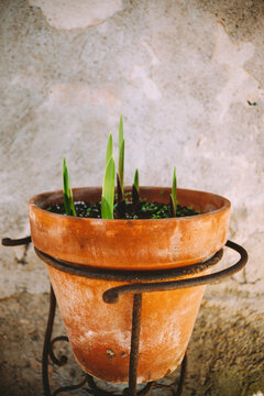 sprouting flower
