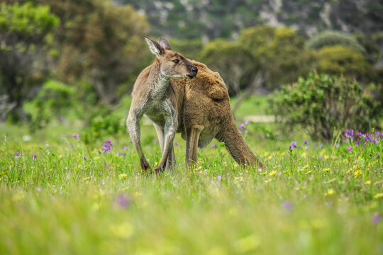 Kangeroos grazing